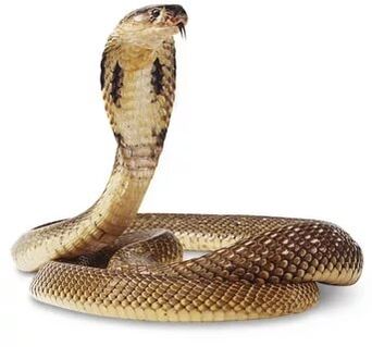 King cobra ingredients